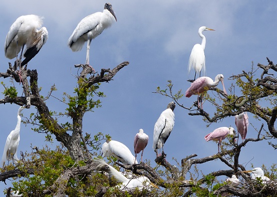 Wood storks, great egrets, and spoonbills find sanctuary at the St Augustine Alligator Farm